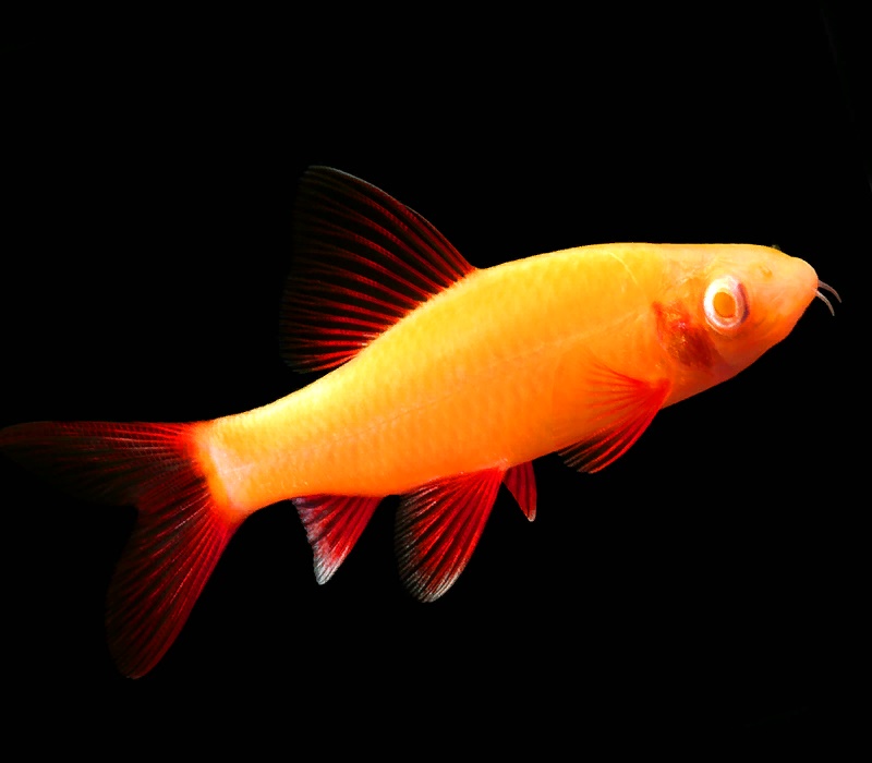 Лабео (GloFish) Ассорти