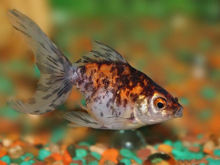 Риукин Ситцевый (SM)