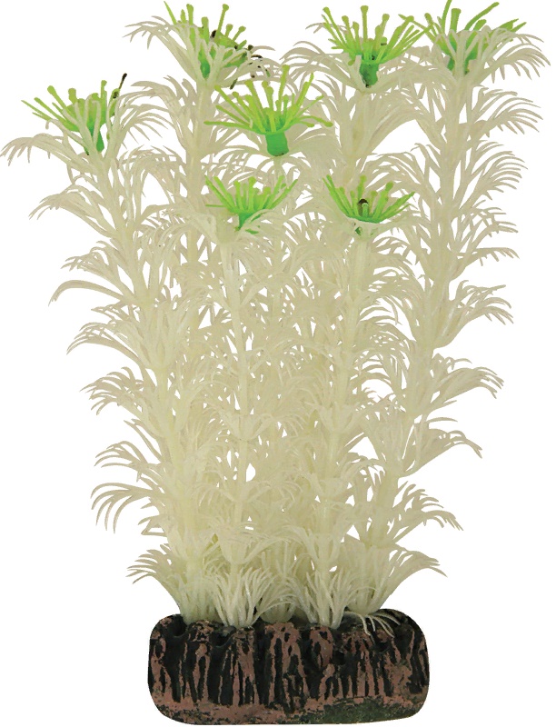 Растение светящееся Амбулия белая 130мм (пакет)