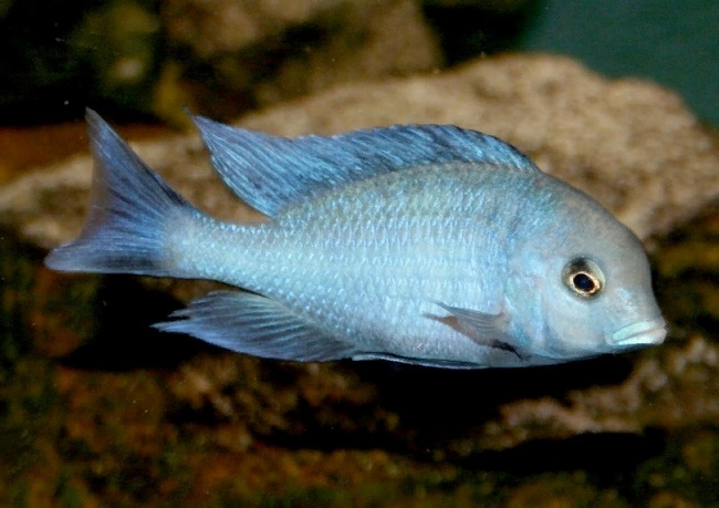 Дельфин Голубой