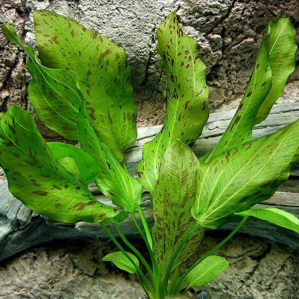 Эхинодорус Оцелот (зеленый), с грузом