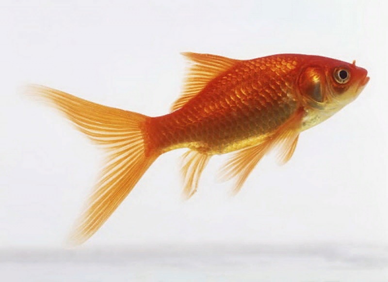 Комета Красная (SM)