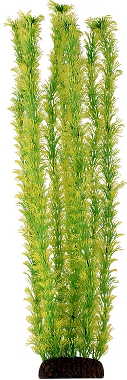 Растение "Амбулия" жёлто-зеленая, 500мм