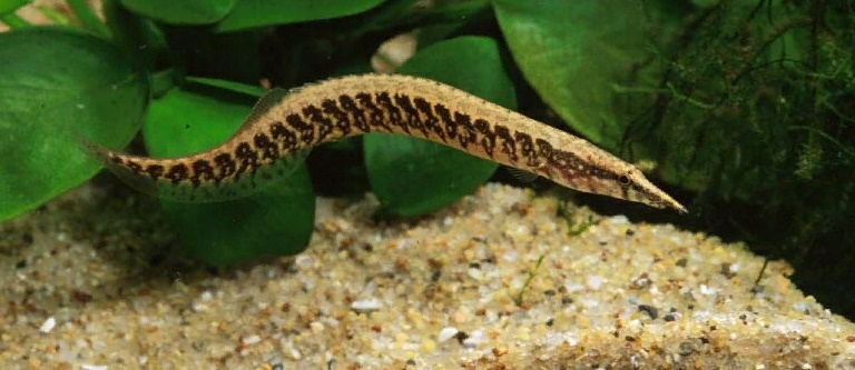 Макрогнатус кофейный