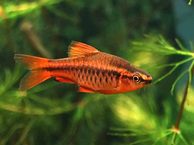 Барбус Вишнёвый