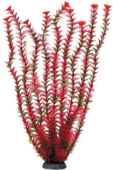 Растение "Амбулия" красная, 500мм