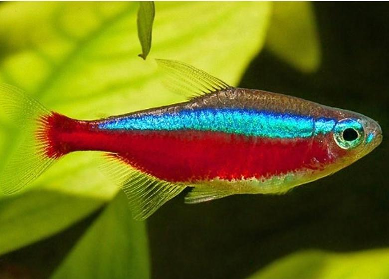 Неон Красный