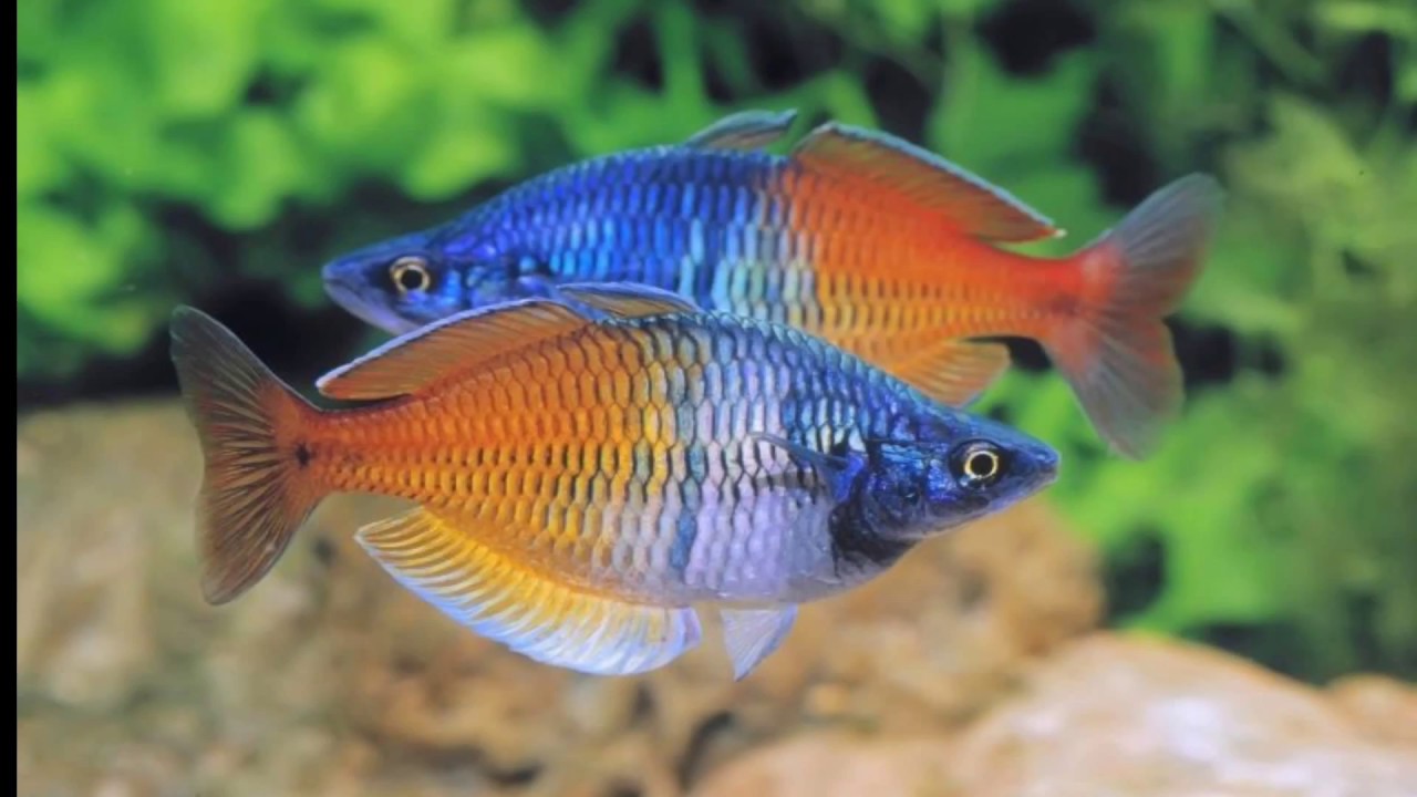 Радужница Боесмана