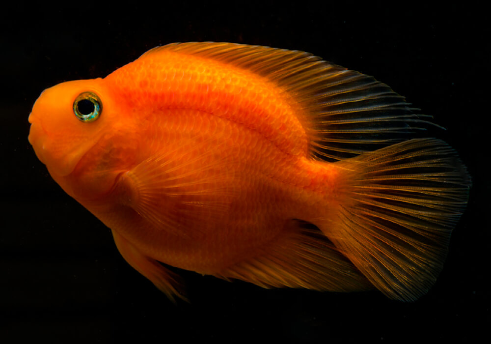 Попугай Красный, М