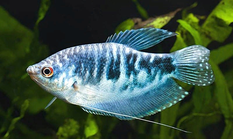 Гурами Мраморный, M