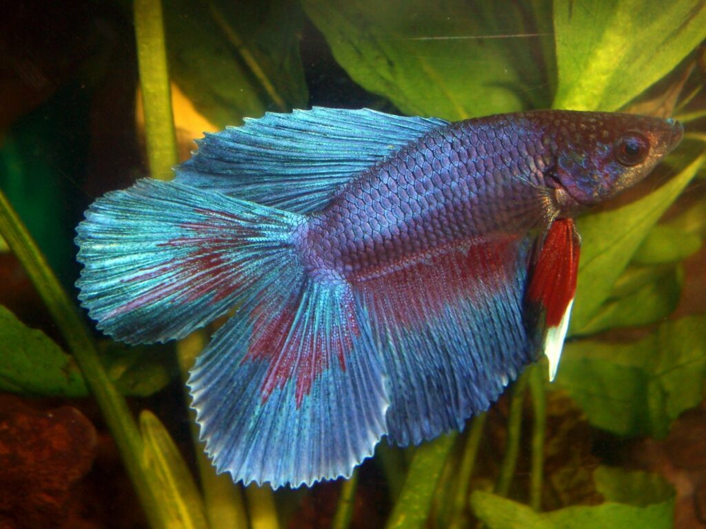 Петушок Двухвостый (самец)