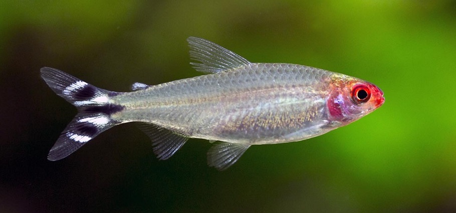 Тетра Родостомус