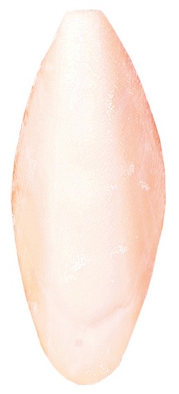 Панцирь каракатицы маленький
