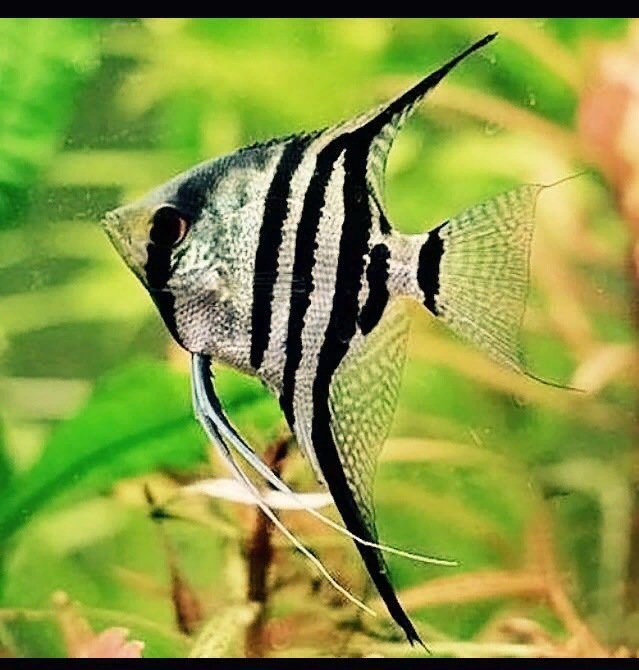 Скалярия Зебра полосатая