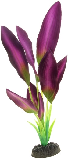 Шелковое растение Эхинодорус зелено-фиолетовый 30см