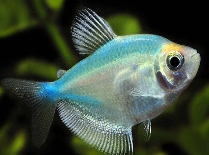 Тернеция Разноцветная (Карамелька)