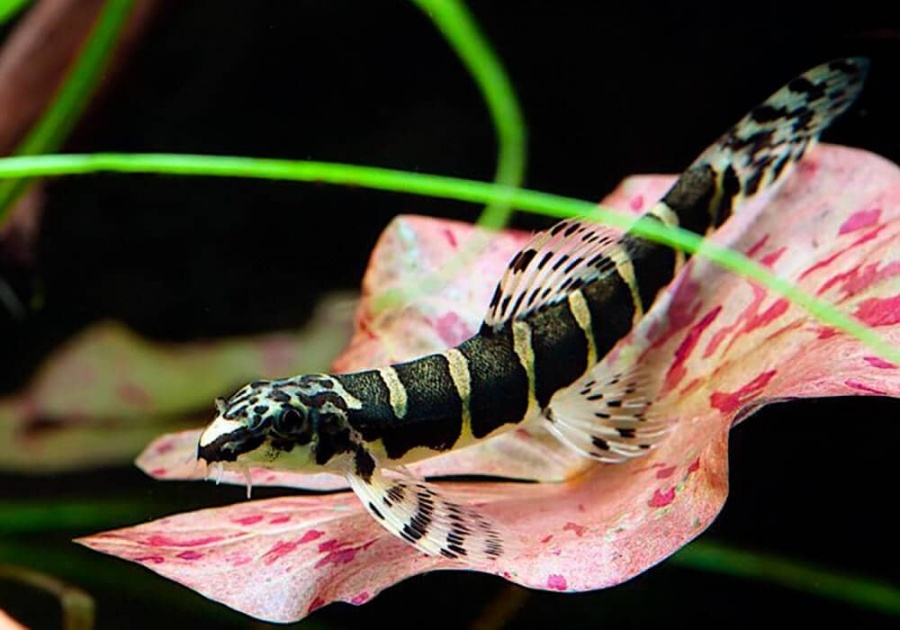 Вьюн Тропический