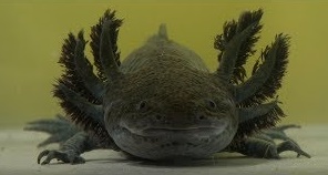 Аксолотль Темный Рыцарь, M