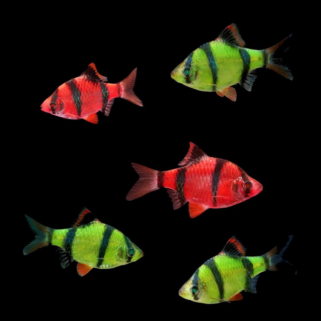 Барбус Суматранский (GloFish) светящийся