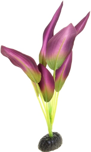 Шелковое растение Эхинодорус зелено-фиолетовый 22 см