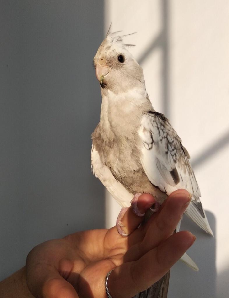 Попугай КОРЕЛЛА Ручной