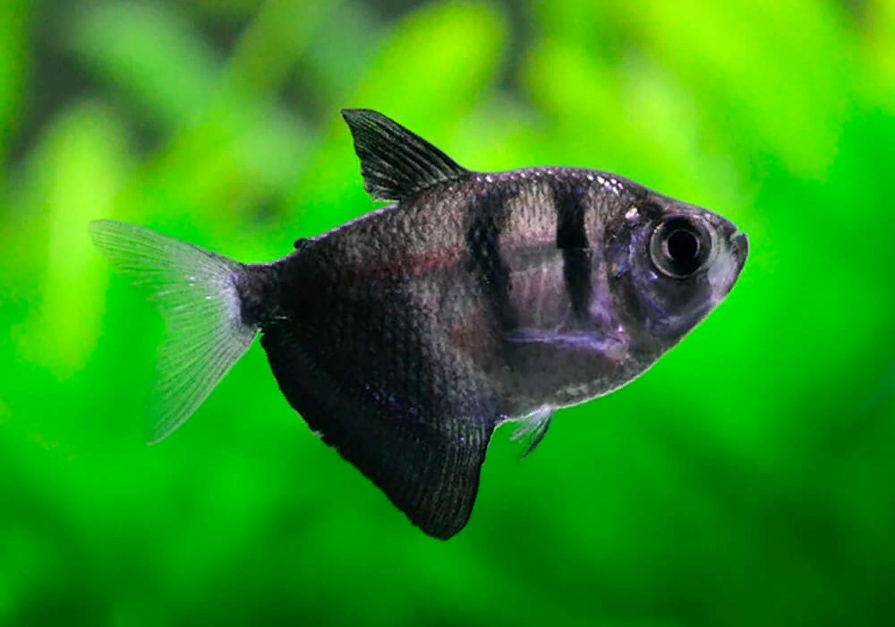 Тернеция Черная