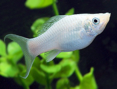 Моллинезия серебряная (Лира)