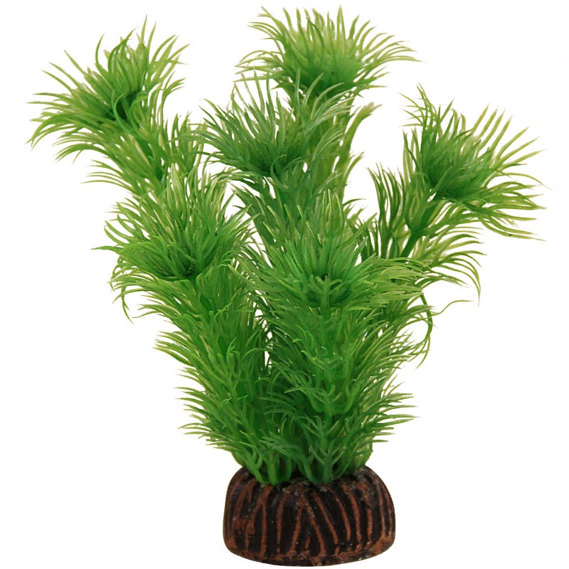 Растение "Амбулия" зеленая, 100мм