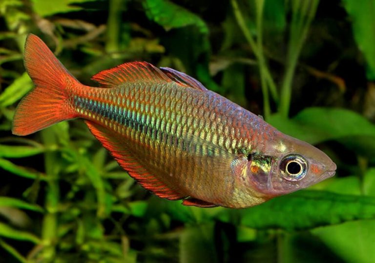 Меланотения Прекрасная