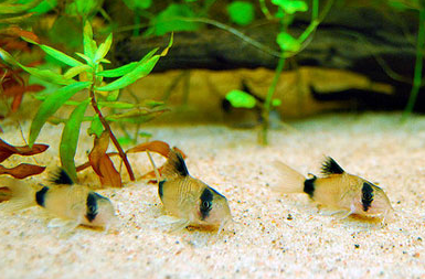 Коридорас Панда